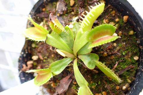 Dionaea muscipula（ディオネア/ハエトリソウ）の商品一覧