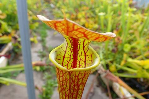 商品一覧 - Y's Exotics （山田食虫植物農園）