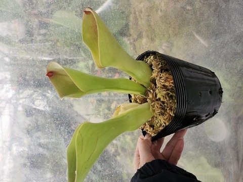 Y848 1-1 H. expendiculata "Giant Bubble" C.C 