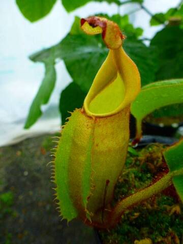 Nepenthes（ネペンテス/ウツボカズラ）の商品一覧 | Y's Exotics （山田食虫植物農園）