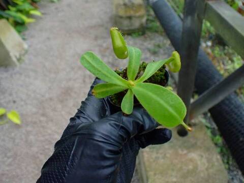 Y's Lab – Deflasked Plants（培養瓶出し苗）の商品一覧 | Y's Exotics