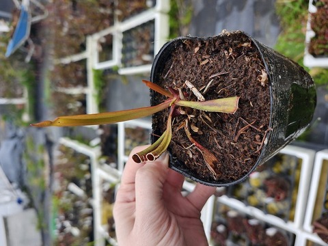 ハイランド系交配種セット 商品一覧 - Y's Exotics （山田食虫植物農園）