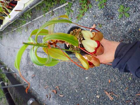 商品一覧 - Y's Exotics （山田食虫植物農園）