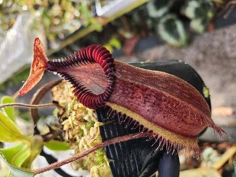 Nepenthes（ネペンテス/ウツボカズラ）の商品一覧 | Y's Exotics