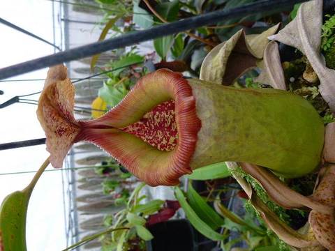 Nepenthes（ネペンテス/ウツボカズラ）の商品一覧 | Y's Exotics （山田食虫植物農園）