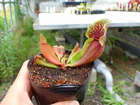 G285 4-1 S. purpurea var. venosa No.1 SWC
