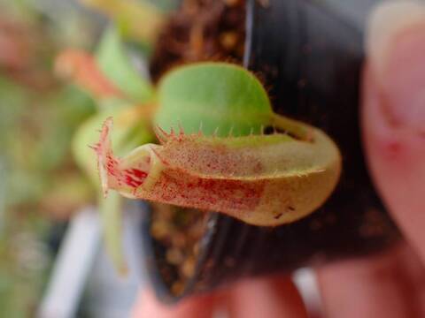 G240 5-2 [YA-10] N. veitchii Bario (very big pitcher) x veitchii Bario (stripe peristome) Y's Lab
