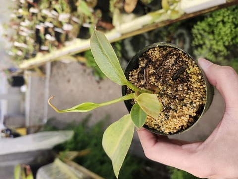 商品一覧 - Y's Exotics （山田食虫植物農園）