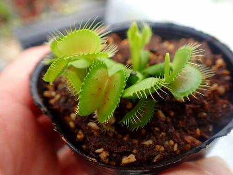 J197 5-2 Dionaea muscipula South-West Giant Y's Lab