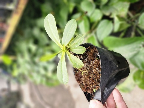 商品一覧 - Y's Exotics （山田食虫植物農園）