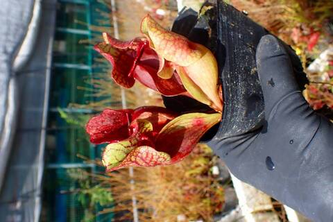 商品一覧 - Y's Exotics （山田食虫植物農園）