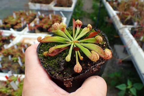 商品一覧 | Y's Exotics （山田食虫植物農園）