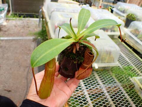 E168 1-2 N. ventricosa Laguma x harryana Sayap konan
