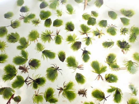 商品一覧 - Y's Exotics （山田食虫植物農園）