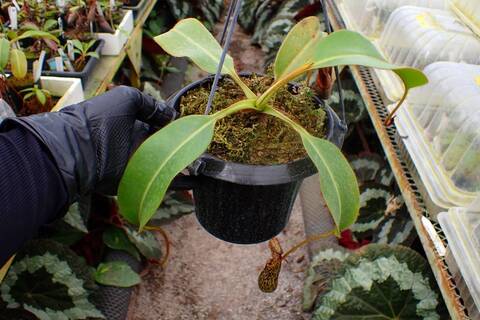 Y's Exotics （山田食虫植物農園）