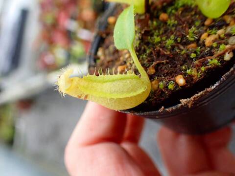 P515 5-1 N. truncata x erucoides Y's