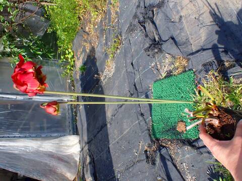 R483 S. leucophylla rose No.11 Y's
