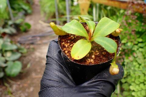 商品一覧 - Y's Exotics （山田食虫植物農園）