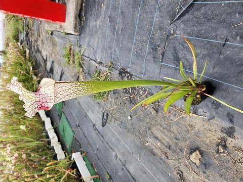 P528 3H S. leucophylla "Willkerson's Red Rocket" x ? Cedric