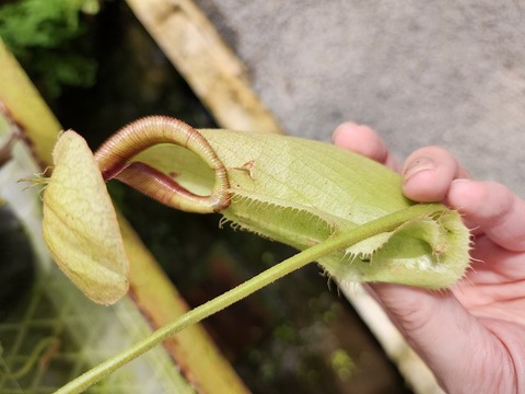 ファレノプシス　2種 ファレノプシス (Phalaenopsis) | 競走馬データ - netkeiba