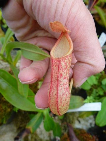 ゆうゆうネペンテス・ミランダ Nepenthes（ネペンテス/ウツボカズラ）の商品一覧 | Y's Exotics