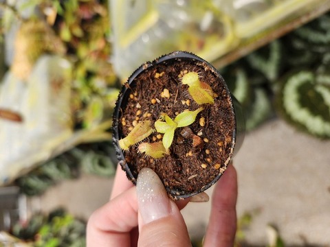 オモロカンアオイ Y's Exotics （山田食虫植物農園）