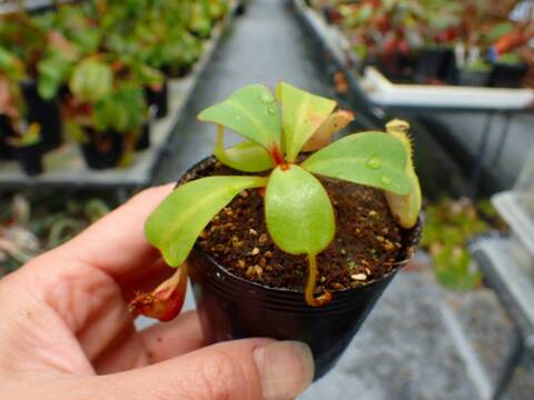 商品一覧 - Y's Exotics （山田食虫植物農園）