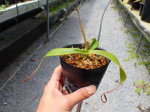 J178 5-3 N. merrilliana (giant) wild TH
