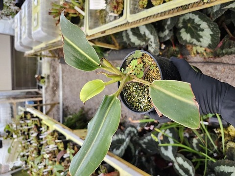 商品一覧 - Y's Exotics （山田食虫植物農園）