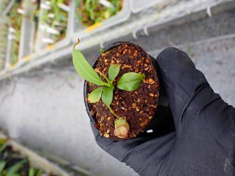 G405 5-1 N. bicalcarata Y's Lab