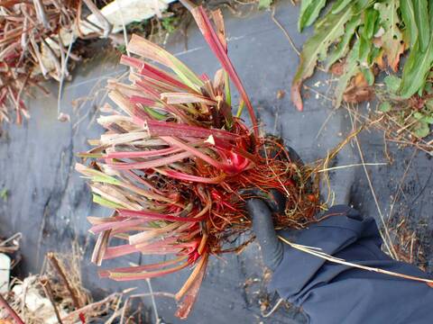 商品一覧 - Y's Exotics （山田食虫植物農園）