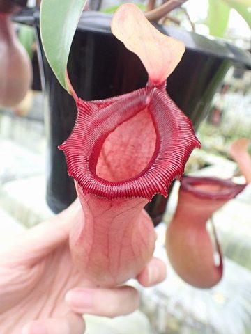 Nepenthes（ネペンテス/ウツボカズラ）の商品一覧 | Y's Exotics （山田食虫植物農園）