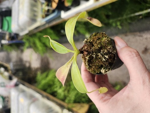 イノピナッツアゲハ（メス、インドネシア） 商品一覧 - Y's Exotics （山田食虫植物農園）