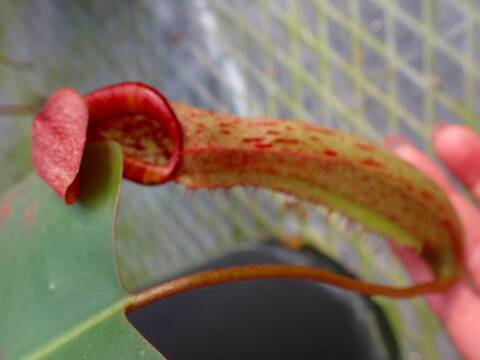 O115 5-1 #BBB N. truncata x peltata `Red Phantom' Y's