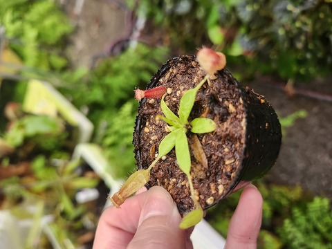 商品一覧 - Y's Exotics （山田食虫植物農園）