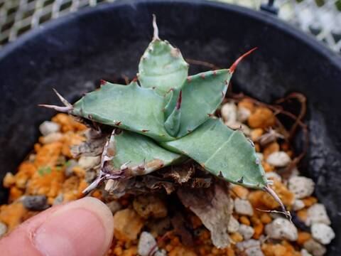 オアハカ　極美　強刺 商品一覧 - Y's Exotics （山田食虫植物農園）