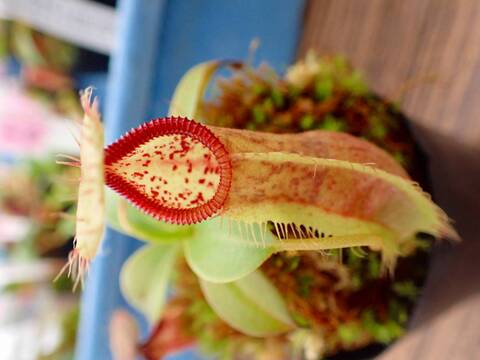 商品一覧 - Y's Exotics （山田食虫植物農園）