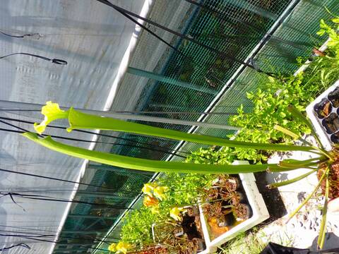 E151 #BBB S. leucophylla (Green, anthocyanin free) x flava (anthocyanin-free near shallotte) Cedric