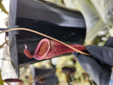 O113 1-2 N. jamban x dubia 