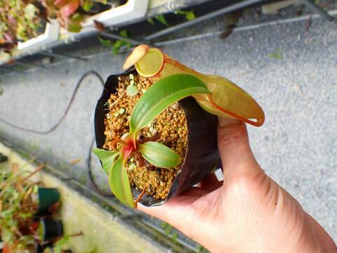 商品一覧 - Y's Exotics （山田食虫植物農園）