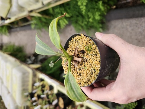 商品一覧 - Y's Exotics （山田食虫植物農園）