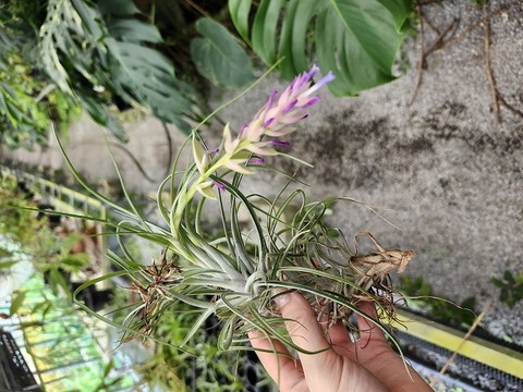商品一覧 - Y's Exotics （山田食虫植物農園）