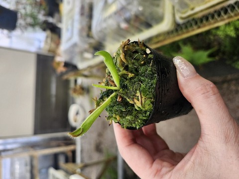 商品一覧 - Y's Exotics （山田食虫植物農園）