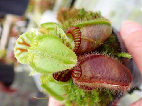 食虫植物　お知らせ用 食虫植物 お知らせ用