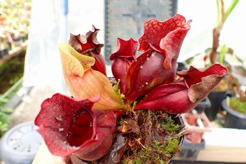 R151 1H S. purpurea ssp. venosa (伊勢花菖蒲園選別丸形株 No.16) MS