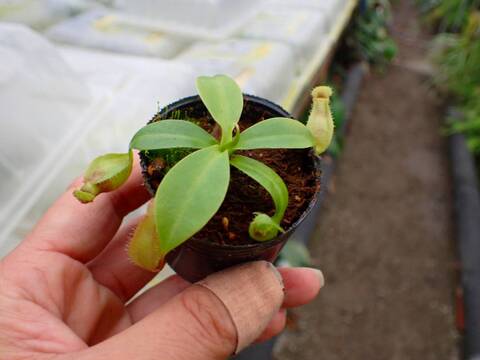商品一覧 - Y's Exotics （山田食虫植物農園）