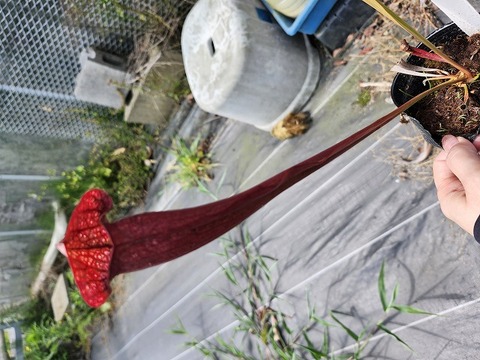 ハバネロ　FS ✖️ Portillae 商品一覧 | Y's Exotics （山田食虫植物農園）