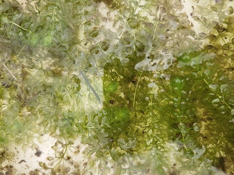 R243 1-3 Aldrovanda vesiculosa 京都巨椋池系統