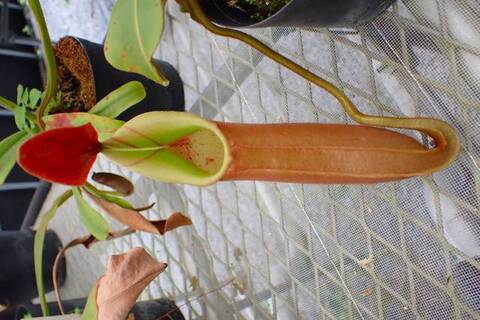 teatネペン Nepenthes（ネペンテス/ウツボカズラ）の商品一覧 | Y's Exotics