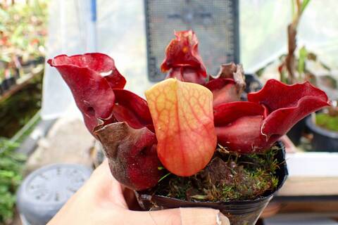 R150 1H S. purpurea ssp. venosa (伊勢花菖蒲園選別丸形株 No.16) MS